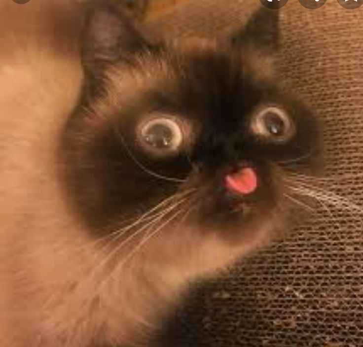 cute derpy cat from pinterest :))